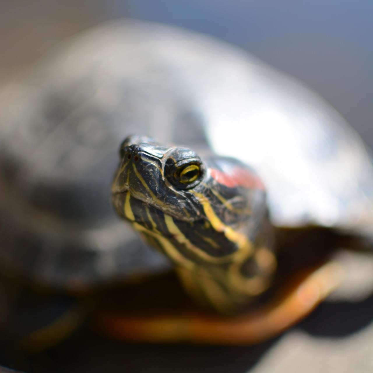 Eine Rotwangenschmuckschildkröte.